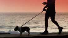 愛犬と海を見ながら砂浜を散歩する様子