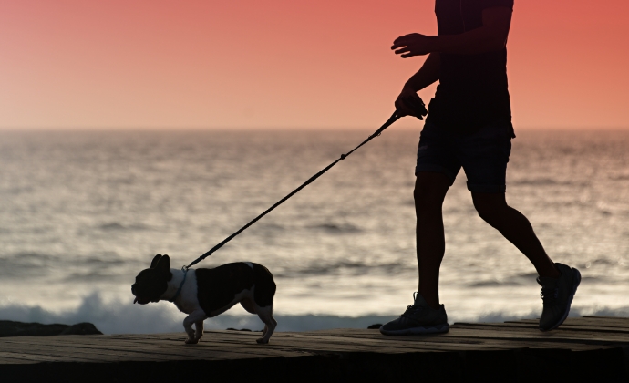 愛犬と海を見ながら砂浜を散歩する様子