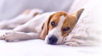 寝ている犬